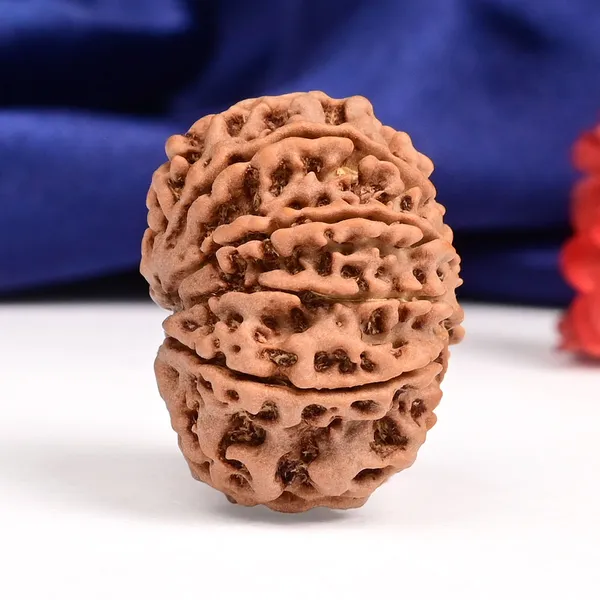 10_Mukhi_Nepal_Large_Rudraksha_Bead