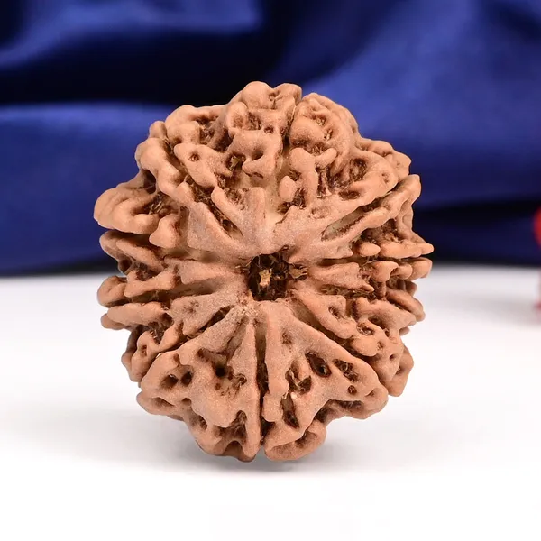 10_Mukhi_Nepal_Large_Rudraksha_Bead