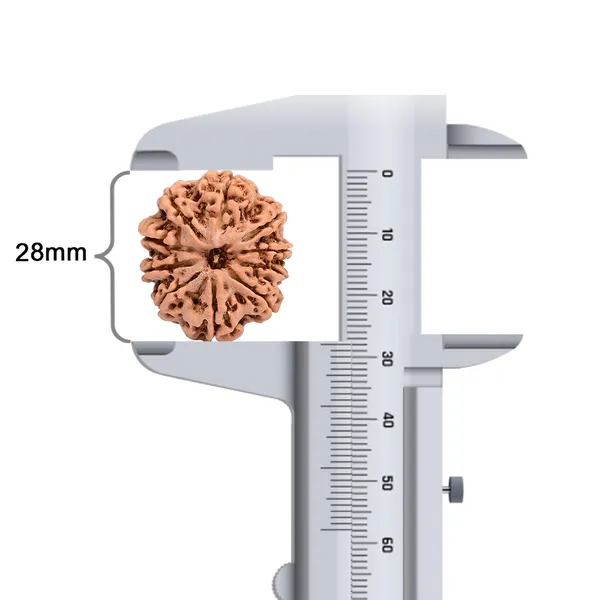 10_Mukhi_Nepal_Large_Rudraksha_Bead