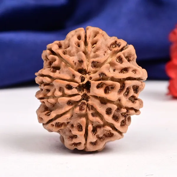 10_Mukhi_Nepal_Large_Rudraksha_Bead
