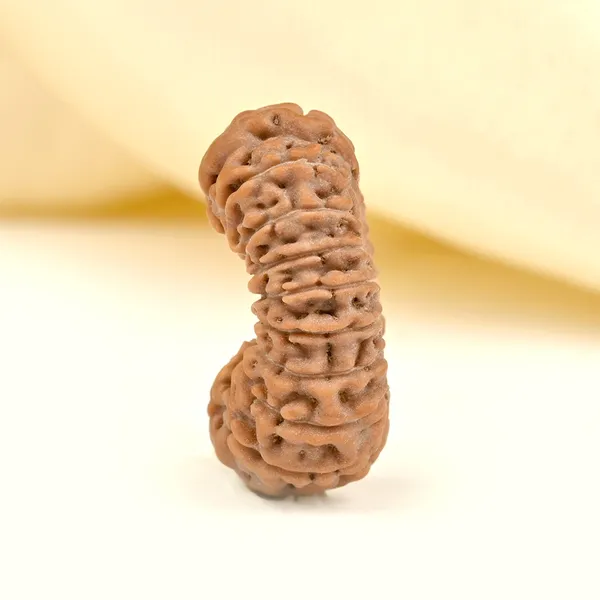 19_Mukhi_From_Java_Indonesia_Cxxvii