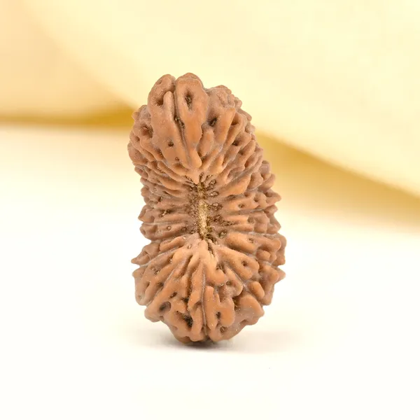 19_Mukhi_From_Java_Indonesia_Cxxvii