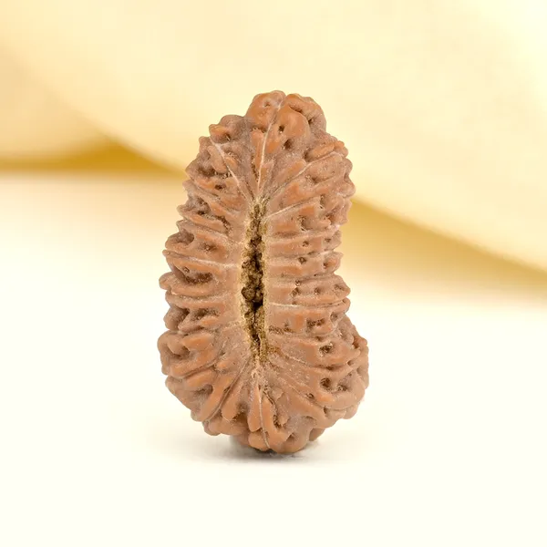 19_Mukhi_From_Java_Indonesia_Cxxvii