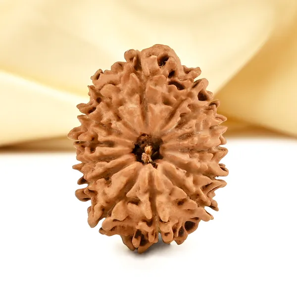 14_Mukhi_From_Nepal_Cclxv_Small