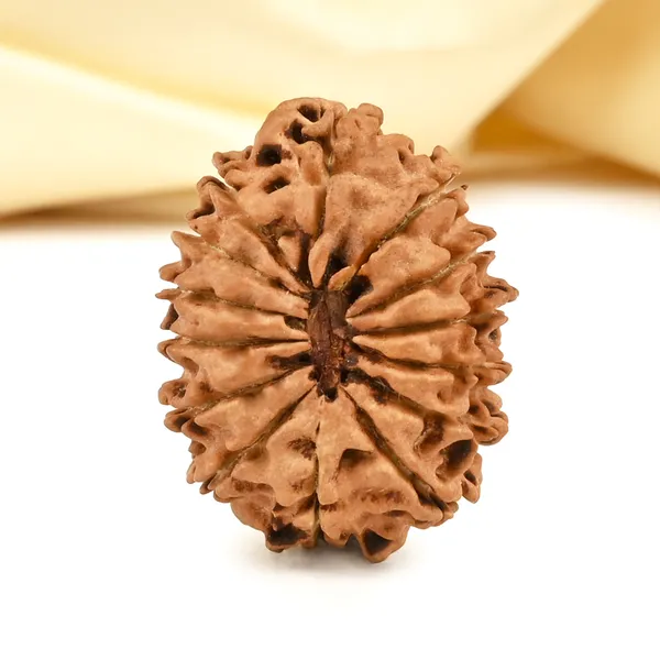 14_Mukhi_From_Nepal_Cclxv_Small