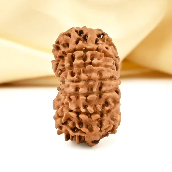14_Mukhi_From_Nepal_Cclxv_Small