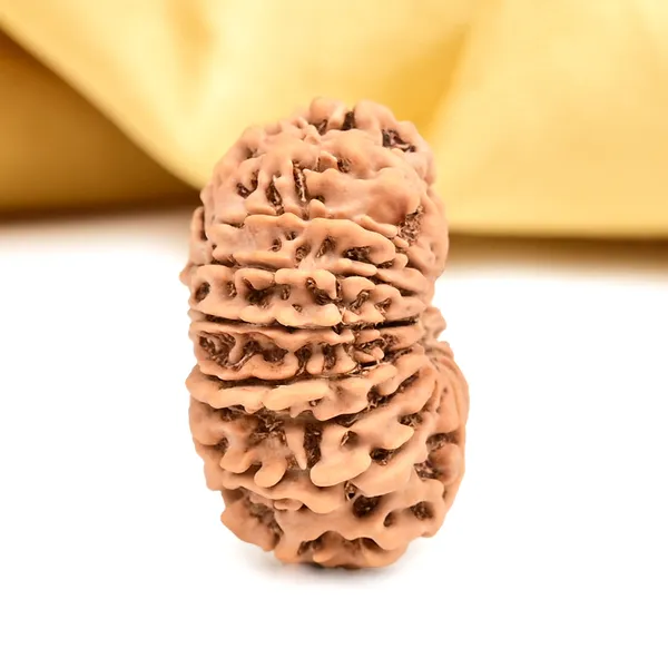 15_Mukhi_Rudraksha_Bead_From_Nepal