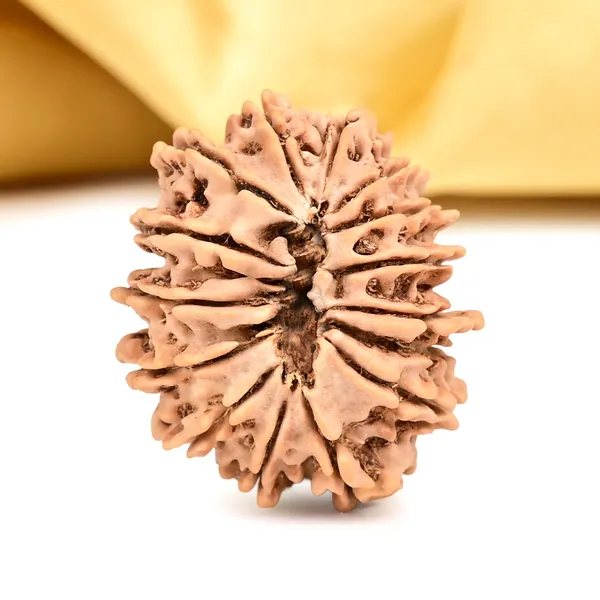 15_Mukhi_Rudraksha_Bead_From_Nepal