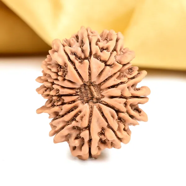 15_Mukhi_Rudraksha_Bead_From_Nepal