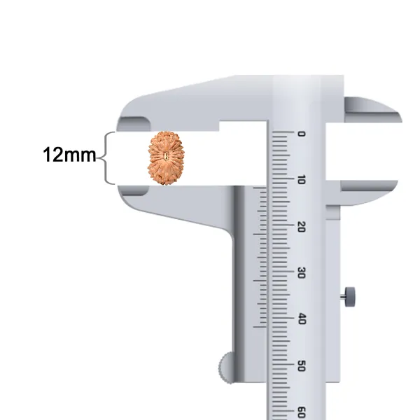 19_Mukhi_Rudraksha_Bead_Indonesia