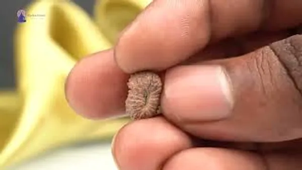 19_Mukhi_Rudraksha_Bead_Indonesia