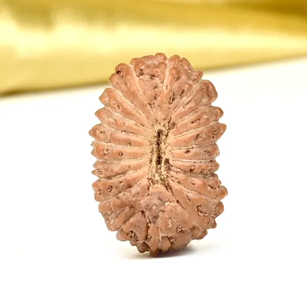 19_Mukhi_Rudraksha_Bead_Indonesia