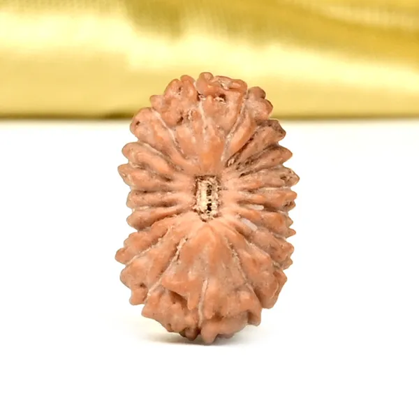 19_Mukhi_Rudraksha_Bead_Indonesia
