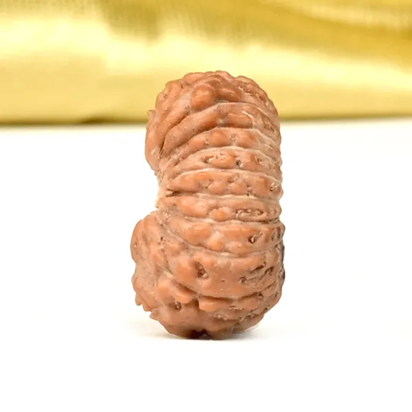 19_Mukhi_Rudraksha_Bead_Indonesia