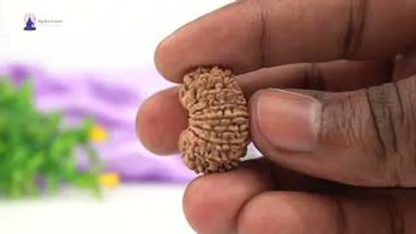16_Mukhi_Rudraksha_Bead_Nepal_Tiny