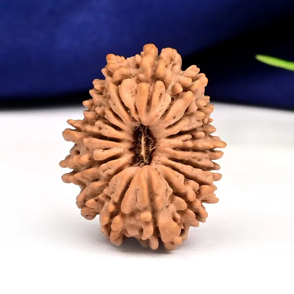 16_Mukhi_Rudraksha_Bead_Nepal_Tiny