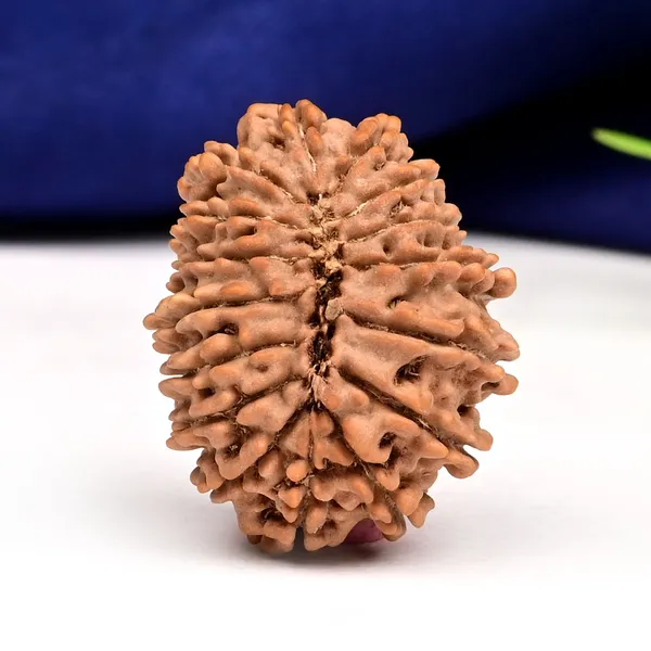 16_Mukhi_Rudraksha_Bead_Nepal_Tiny