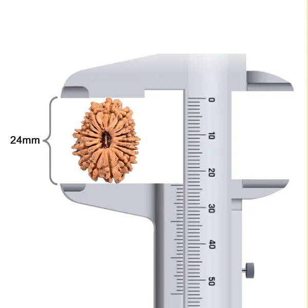 16_Mukhi_Rudraksha_Bead_Nepal_Tiny