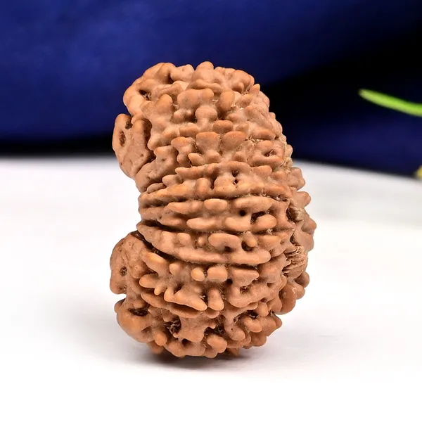 16_Mukhi_Rudraksha_Bead_Nepal_Tiny