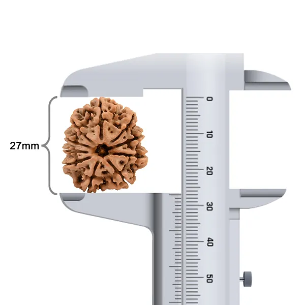 Techpandit_10_Mukhi_Nepal_Rudraksha_Bead