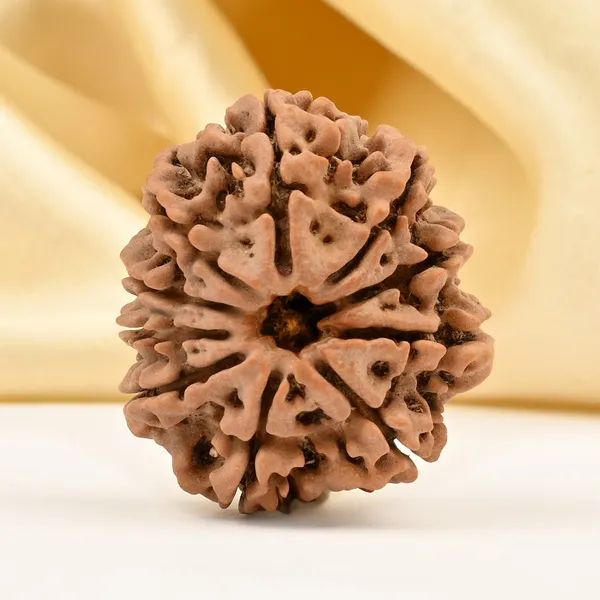 Techpandit_10_Mukhi_Nepal_Rudraksha_Bead