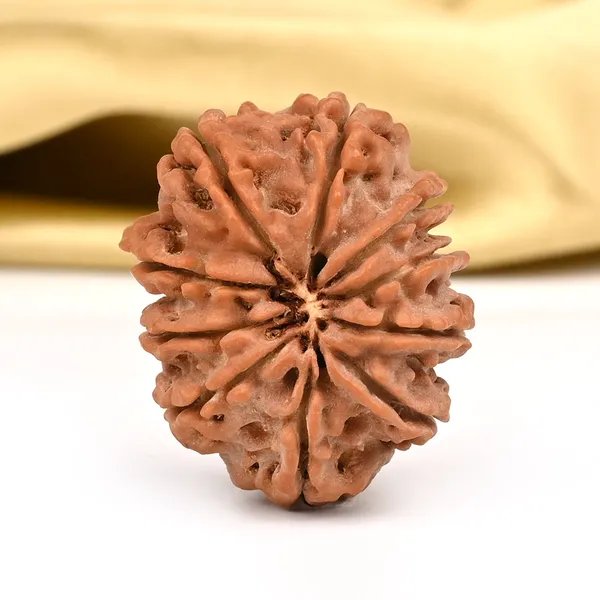 10_Mukhi_From_Nepal_Cccii