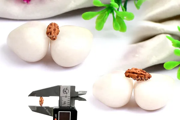 Techpandit_1_Mukhi_Rudraksha_Bead_Java_Indonesia_Large