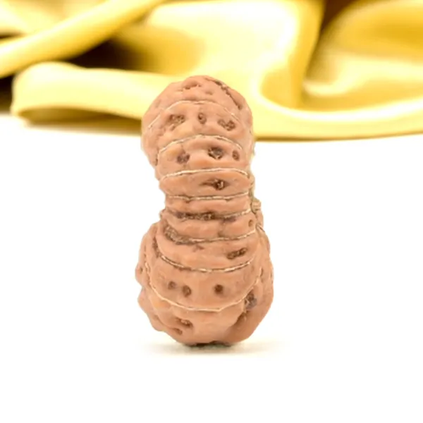 16_Mukhi_From_Java_Indonesia_Small_Clxi