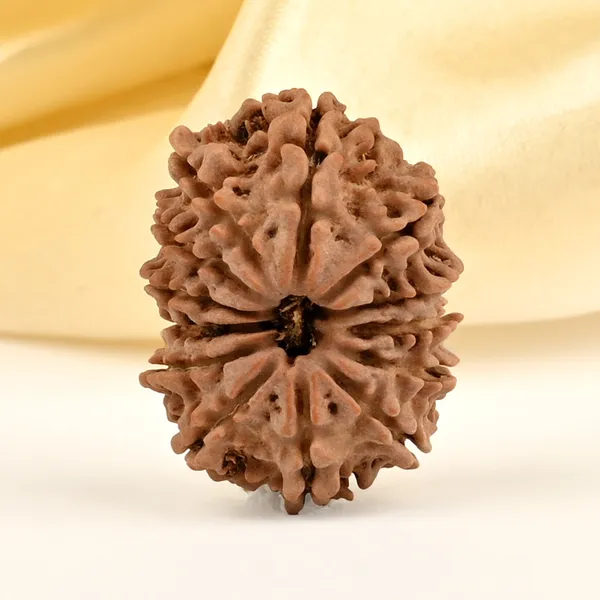 13_Mukhi_From_Nepal_Small_Cdxi