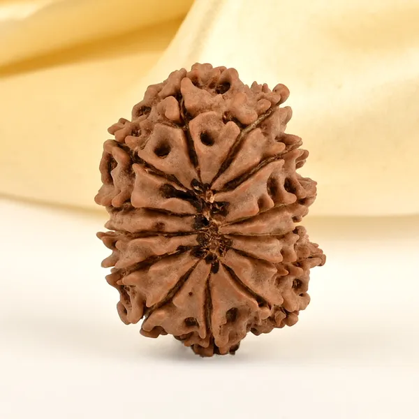 13_Mukhi_From_Nepal_Small_Cdxi