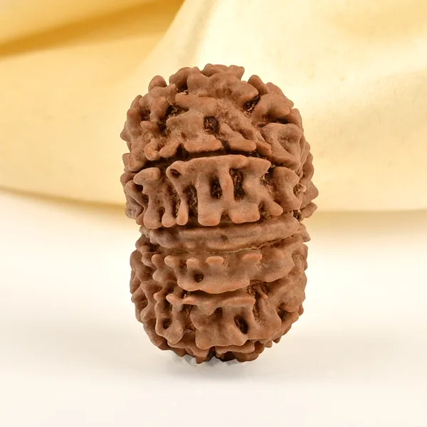 13_Mukhi_From_Nepal_Small_Cdxi