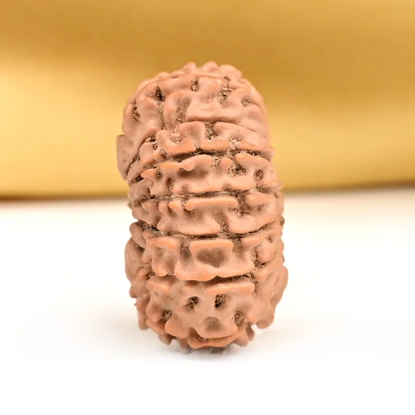 14_Mukhi_From_Nepal_Small_Ccxxii