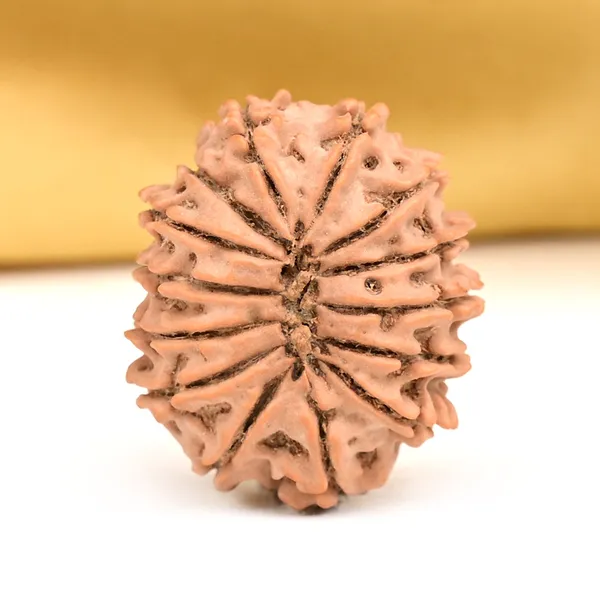 14_Mukhi_From_Nepal_Small_Ccxxii