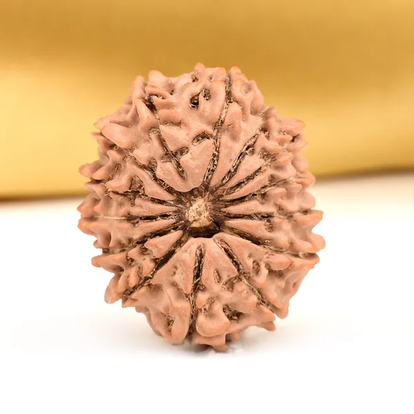 14_Mukhi_From_Nepal_Small_Ccxxii