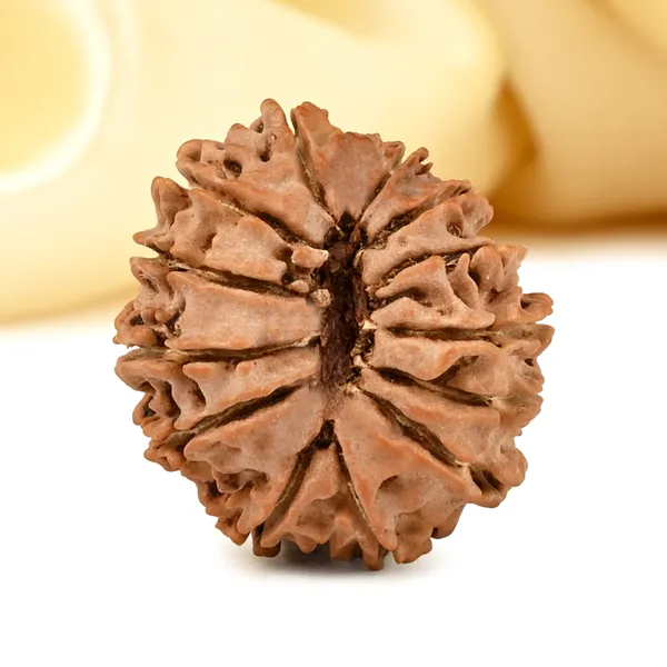 13_Mukhi_From_Nepal_Small_Cdxiv