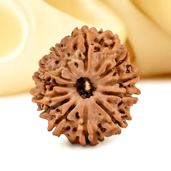 13_Mukhi_From_Nepal_Small_Cdxiv