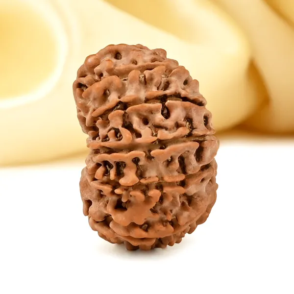 13_Mukhi_From_Nepal_Small_Cdxiv