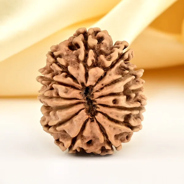 13_Mukhi_From_Nepal_Small_Ccclxxxv