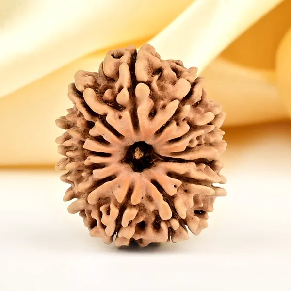 13_Mukhi_From_Nepal_Small_Ccclxxxv