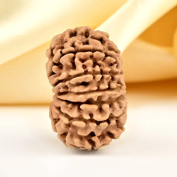 13_Mukhi_From_Nepal_Small_Ccclxxxv