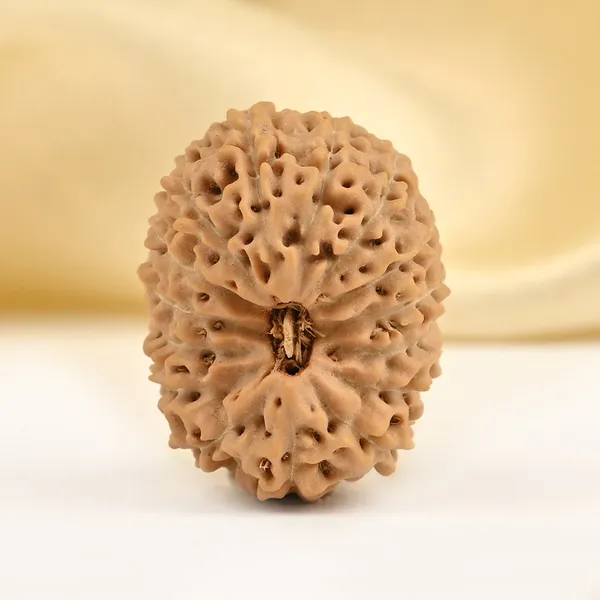 15_Mukhi_From_Java_Indonesia_Clxxiv