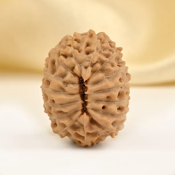 15_Mukhi_From_Java_Indonesia_Clxxiv