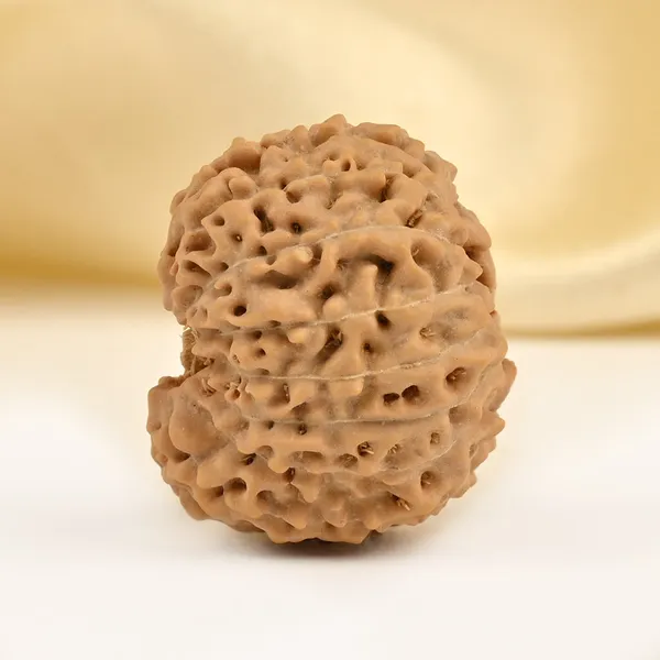 15_Mukhi_From_Java_Indonesia_Clxxiv