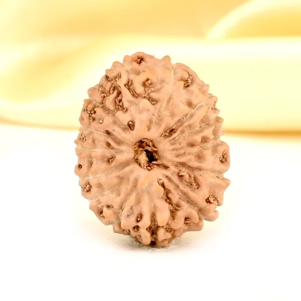 14_Mukhi_From_Java_Indonesia_Small_Cdxxxii