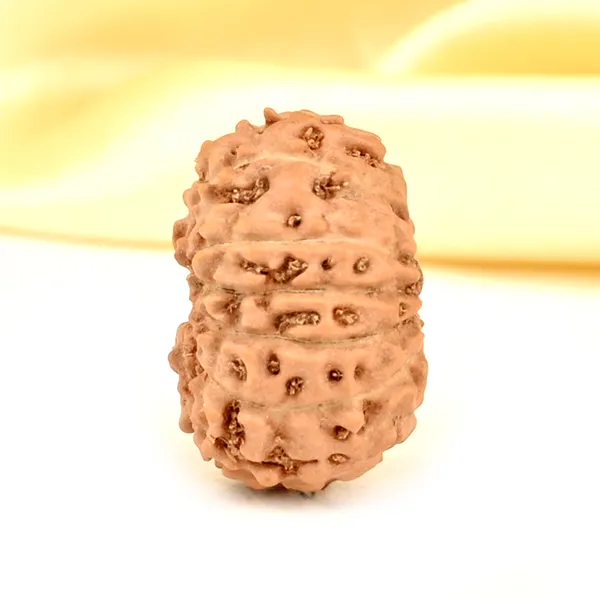 14_Mukhi_From_Java_Indonesia_Small_Cdxxxii