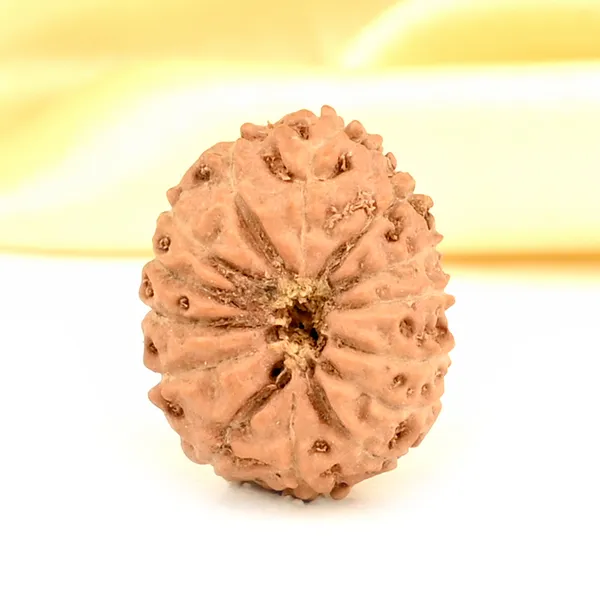 14_Mukhi_From_Java_Indonesia_Small_Cdxxxii
