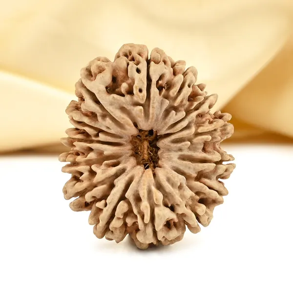 14_Mukhi_From_Nepal_Cclxxi_Small