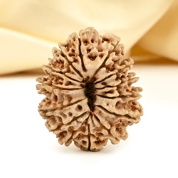 14_Mukhi_From_Nepal_Cclxxi_Small