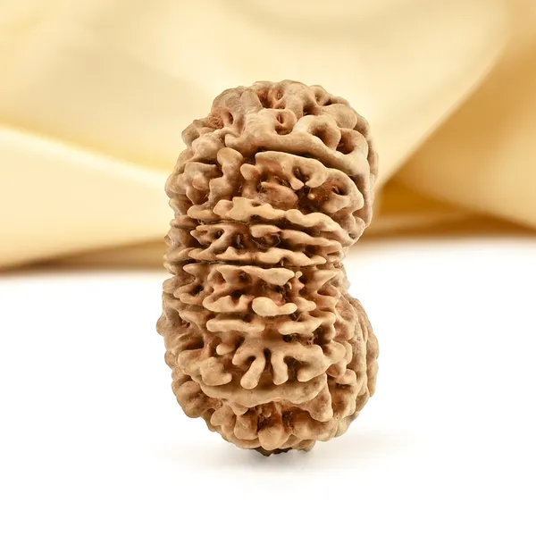14_Mukhi_From_Nepal_Cclxxi_Small