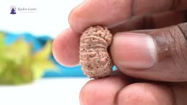 15_Mukhi_Rudraksha_Bead_Indonesia